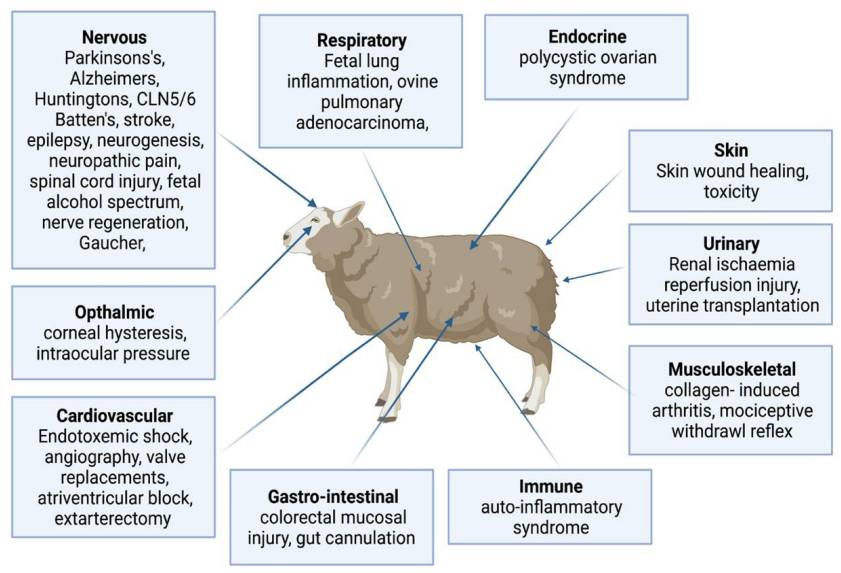 Diagram of a sheep labelled with various organ systems and the human medical fields associated with them.